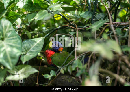 Cute parrot Stock Photo