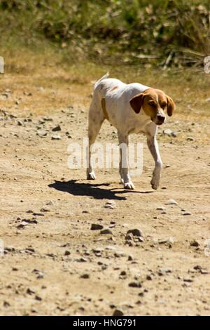 A sad brown and white dog trots down a gravel road in Costa Rica. Stock Photo