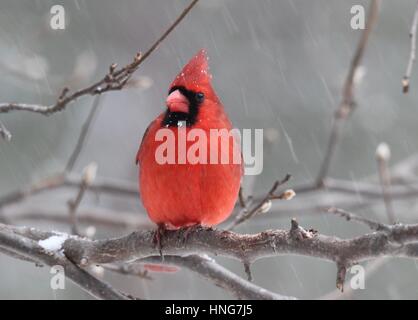 A bright red northern cardinal (Cardinalis cardinalis) sheltering in tree branches during winter storm Stock Photo