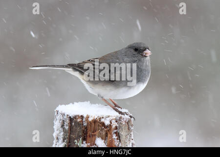A male dark eyed (slate-colored) junco perching in a winter snow storm Stock Photo