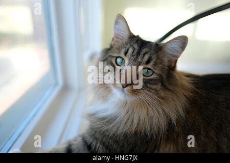 A medium hair Tabby pet cat sitting by a window looking at the camera. Stock Photo