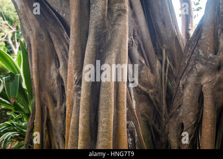 amazing tree Stock Photo