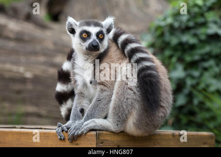 Ring-tailed lemur (Lemur catta). Stock Photo