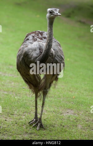 Greater rhea (Rhea americana), also known as the American rhea. Stock Photo