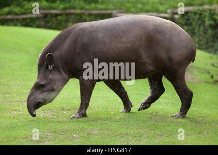 South American tapir (Tapirus terrestris), also known as the Brazilian tapir. Stock Photo