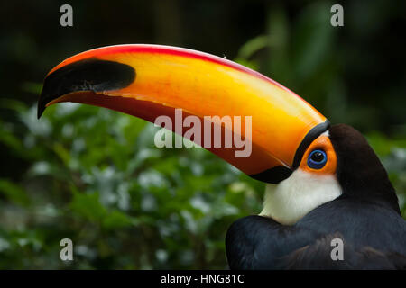 Toco toucan (Ramphastos toco), also known as the common toucan or simply toucan. Stock Photo