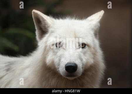 Arctic wolf (Canis lupus arctos), also known as the Melville Island wolf. Stock Photo