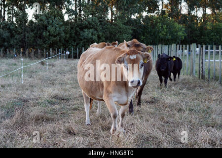 Angus cows on a lifestyle farm in New Zealand Stock Photo