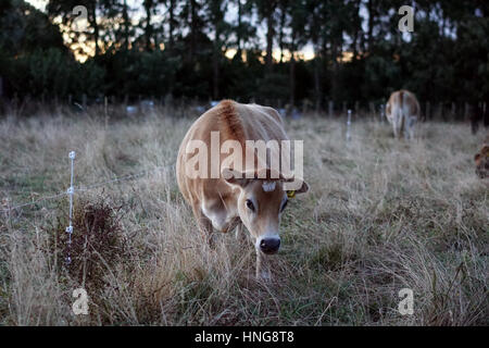 Angus cows on a lifestyle farm in New Zealand Stock Photo