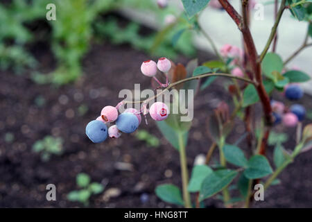 Blueberries on a bush in a home garden Stock Photo