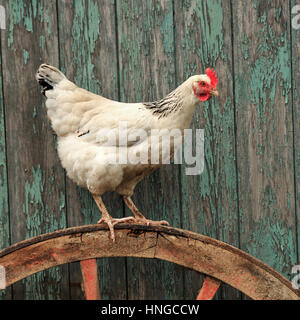 light sussex hen Stock Photo
