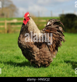 Lavender Orpington hen looking for food, background out of focus, Gold  Brahma Bantam hen in background out of focus Stock Photo - Alamy