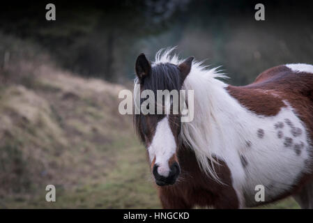 A wild Bodmin Moor pony stands in the rugged habitat of Rough Tor on Bodmin Moor in Cornwall. Stock Photo