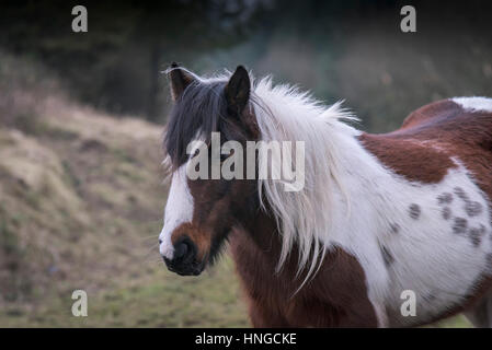 A wild Bodmin Moor pony stands in the rugged habitat of Rough Tor on Bodmin Moor in Cornwall. Stock Photo