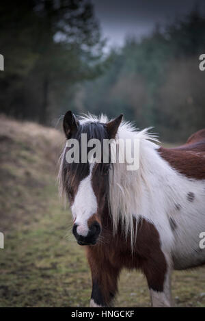 A wild Bodmin Moor pony stands in the rugged habitat of Rough Tor on Bodmin Moor in Cornwall. Stock Photo