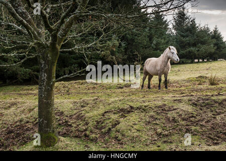 A wild Bodmin Moor pony stands in the rugged habitat of Rough Tor on Bodmin Moor in Cornwall. Stock Photo