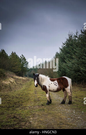 A wild Bodmin Moor pony stands in the rugged habitat of Rough Tor on Bodmin Moor in Cornwall. Stock Photo