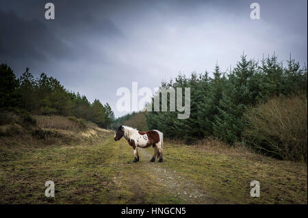 A wild Bodmin Moor pony stands in the rugged habitat of Rough Tor on Bodmin Moor in Cornwall. Stock Photo