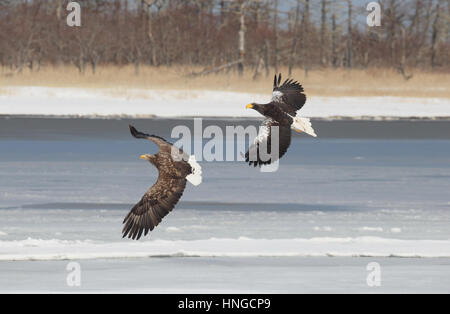 Adult Steller's Sea eagle (Haliaeetus pelagicus) - world's largest eagle - attacking White-tailed eagle (Haliaeetus albicilla) in flight. Hokkaido Stock Photo