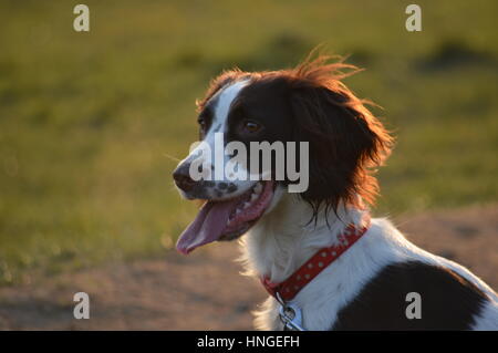 An English springer spaniel outdoors Stock Photo