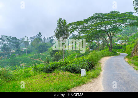 The pleasant walk along the mountain road in tea region with best views on bright green mountain slopes, Sri Lanka. Stock Photo