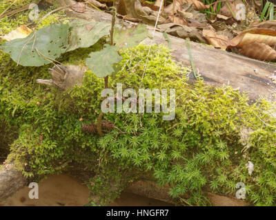cirriphyllum moss and common hair cap moss on a dry heavy timber over the brook Stock Photo