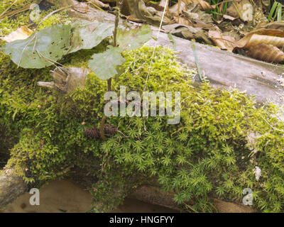 cirriphyllum moss and common hair cap moss on a dry heavy timber over the brook Stock Photo