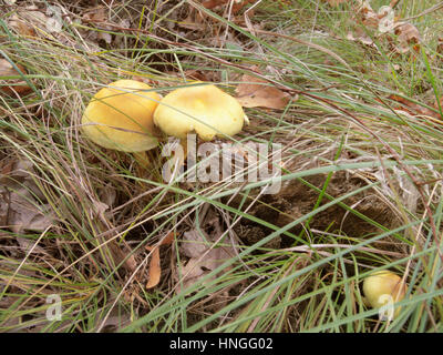 three yellow poisonous fungus, very similar to edible mushrooms Stock Photo