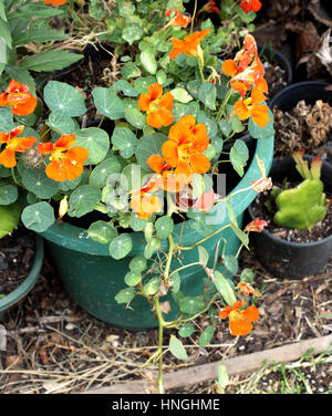 Nasturtium plant also known as Tropaeolum majus with flowers  growing in a pot Stock Photo