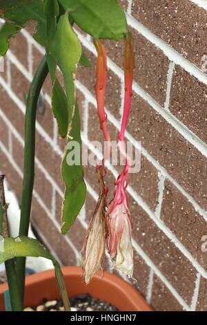 Epiphyllum oxypetalum or also known as Queen of the Night Orchid finish flowering Stock Photo