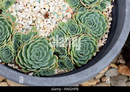 Close up image of Echeveria glauca or known as Aeonium or known as Green Rose succulent Stock Photo