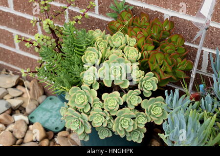 Mixed succulents such as  Aeonium haworthii, Jade pna,t Money plant growing in a pot against brick wall Stock Photo