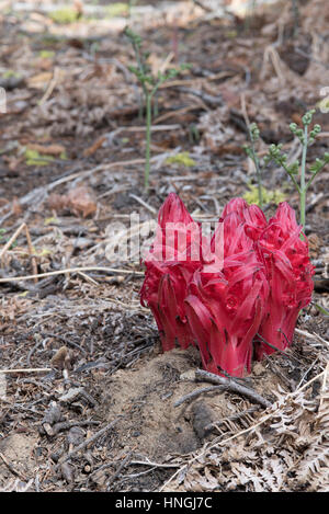 Snow plant colonies burst from the ground in Yosemite National Park in Spring Stock Photo