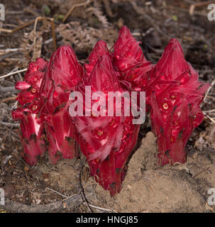 Snow plant colonies burst from the ground in Yosemite National Park in Spring Stock Photo