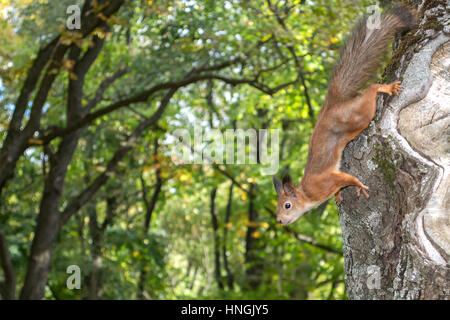 Squirrel on a tree in the park Stock Photo