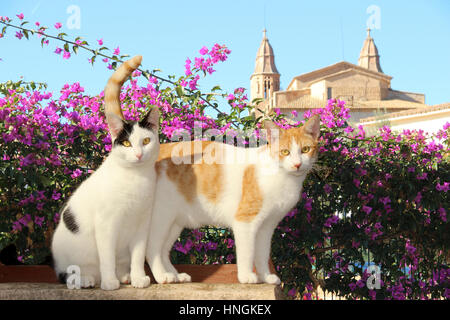 Domestic cats, black white and red tabby white, sitting on a wall in front of a church Stock Photo