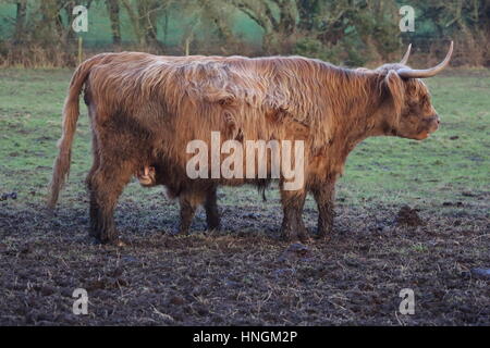 Highland cow shaggy brown with horns and suckling calf Stock Photo