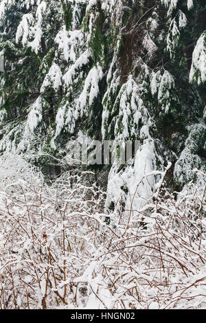 Wnter texture of evergreen trees and small bushes with snow Stock Photo