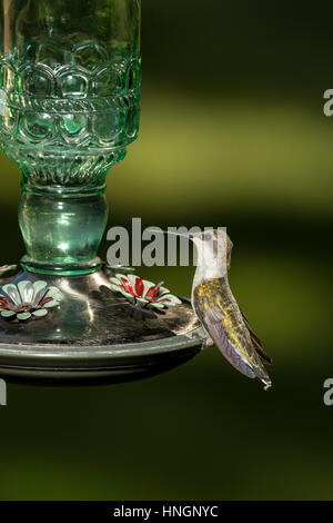 Female Ruby-throated Hummingbird perched on feeder. Stock Photo