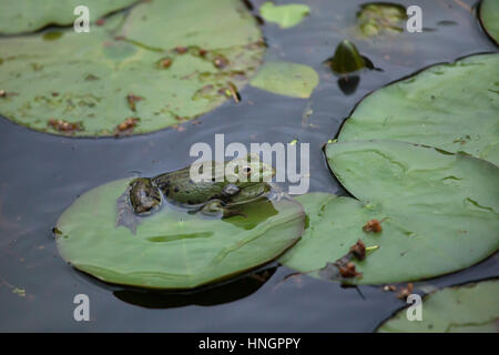 Marsh frog (Pelophylax ridibundus). Stock Photo
