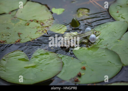 Marsh frog (Pelophylax ridibundus). Stock Photo