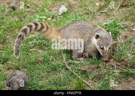 South American coati (Nasua nasua), also known as the ring-tailed coati. Stock Photo