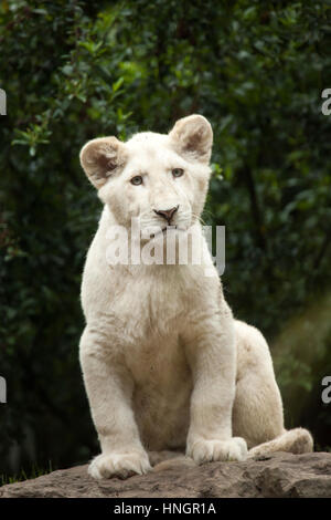 White lion cub at La Fleche Zoo in the Loire Valley, France. The white lion is a colour mutation of the Transvaal lion (Panthera leo krugeri), also known as the Southeast African lion or Kalahari lion. Two white lion cubs were born on December 2, 2015. Stock Photo