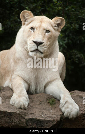 Female white lion at La Fleche Zoo in the Loire Valley, France. The white lion is a colour mutation of the Transvaal lion (Panthera leo krugeri), also known as the Southeast African lion or Kalahari lion. Stock Photo