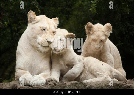 Female white lion with two newborn lion cubs at La Fleche Zoo in the Loire Valley, France. The white lion is a colour mutation of the Transvaal lion (Panthera leo krugeri), also known as the Southeast African lion or Kalahari lion. Two white lion cubs were born on December 2, 2015. Stock Photo