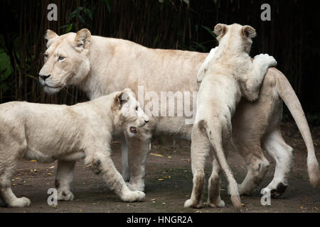 Female white lion with two newborn lion cubs at La Fleche Zoo in the Loire Valley, France. The white lion is a colour mutation of the Transvaal lion (Panthera leo krugeri), also known as the Southeast African lion or Kalahari lion. Two white lion cubs were born on December 2, 2015. Stock Photo