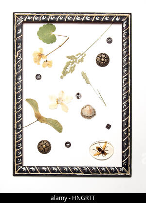 Pressed flowers in a frame on white background Stock Photo