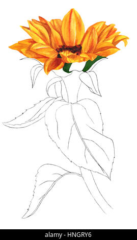 sunflower hand drawn ink art set isolated on white, black and white ...