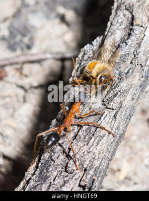 Bull Ant (Myrmecia nigriceps) with prey, Wentworth, New South Wales, Australia Stock Photo