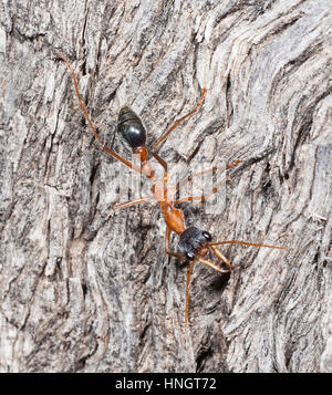 Bull Ant (Myrmecia desertorum), Wentworth, New South Wales, NSW, Australia Stock Photo